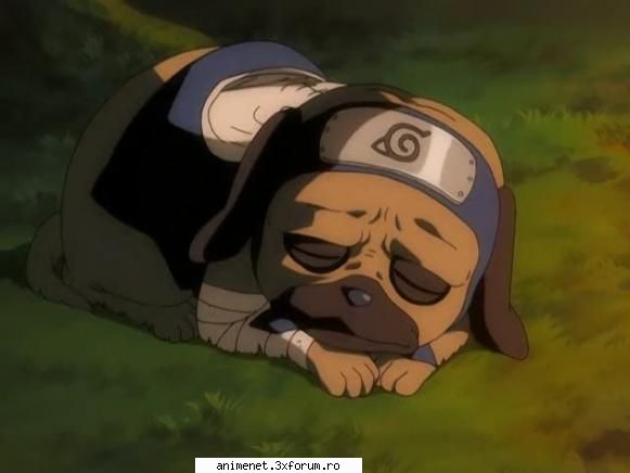 Animale de ajutor - Kaori Chan - Naruto